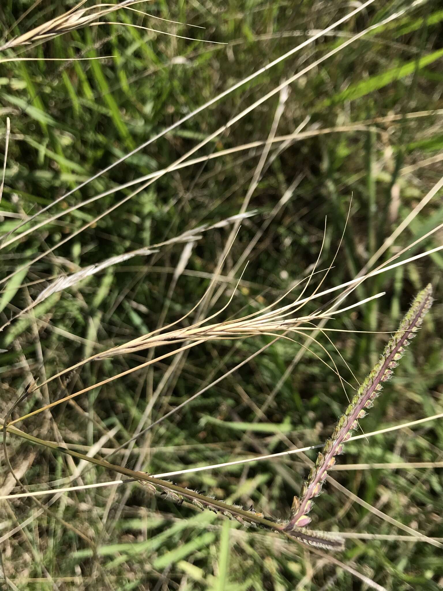 Plancia ëd Anthosachne scabra (R. Br.) Nevski