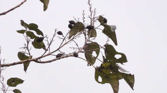 Image of Paulownia taiwaniana T. W. Hu & H. J. Chang