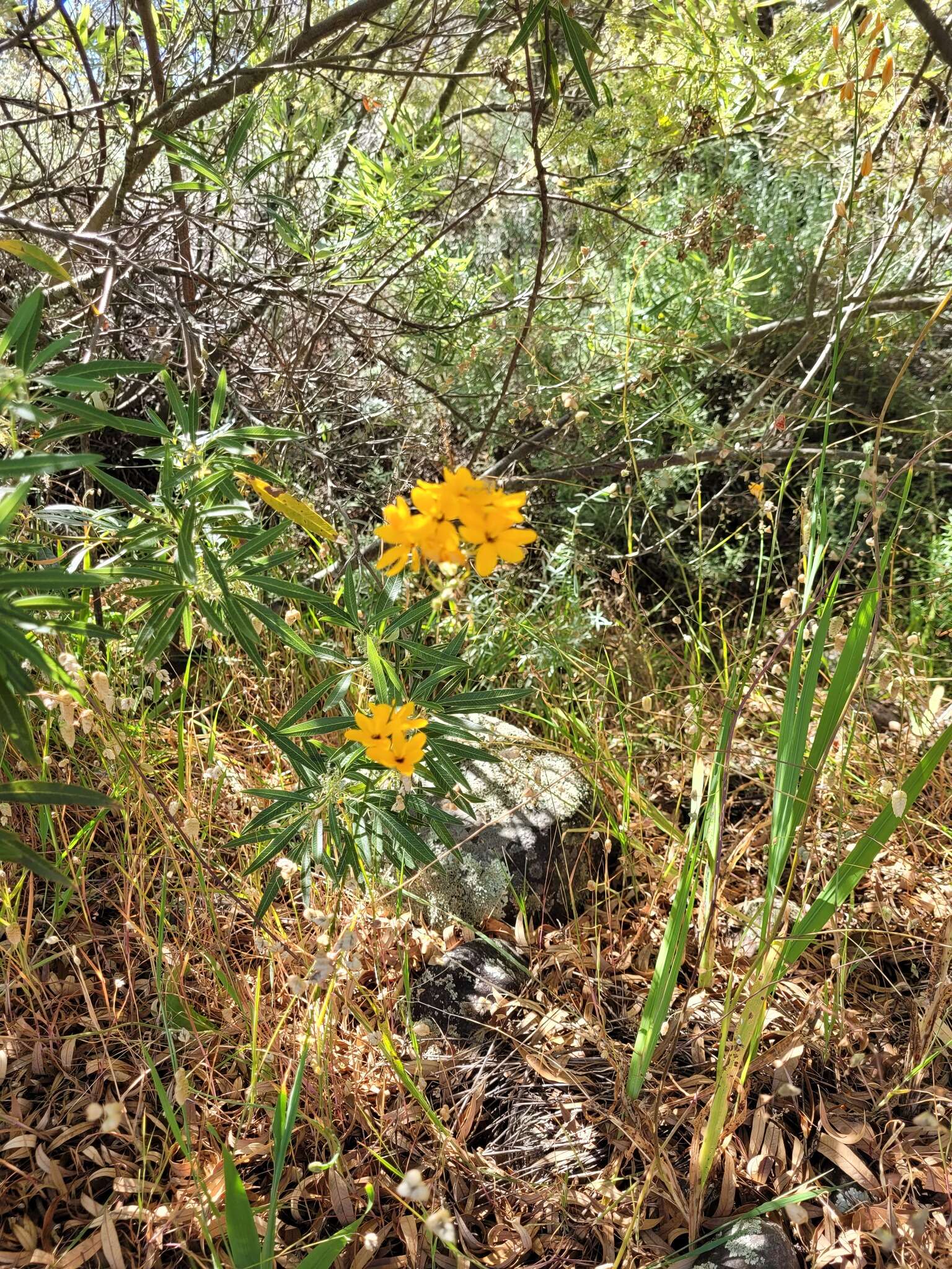 Image de Ixia odorata var. odorata