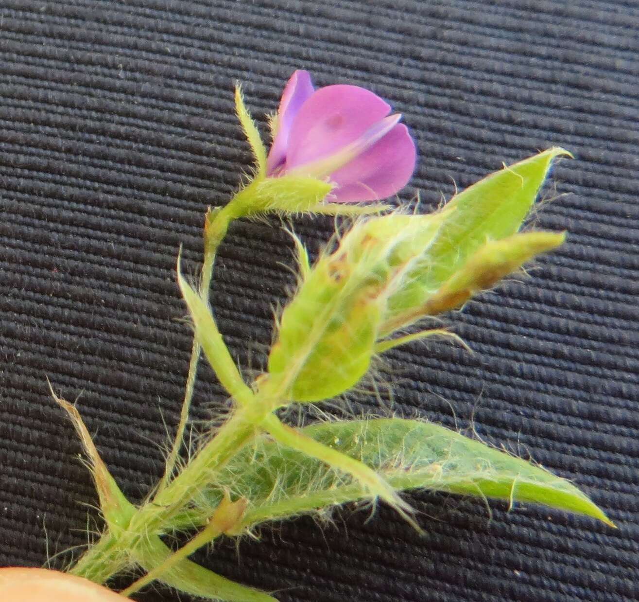 Plancia ëd Psoralea monophylla (L.) C. H. Stirt.