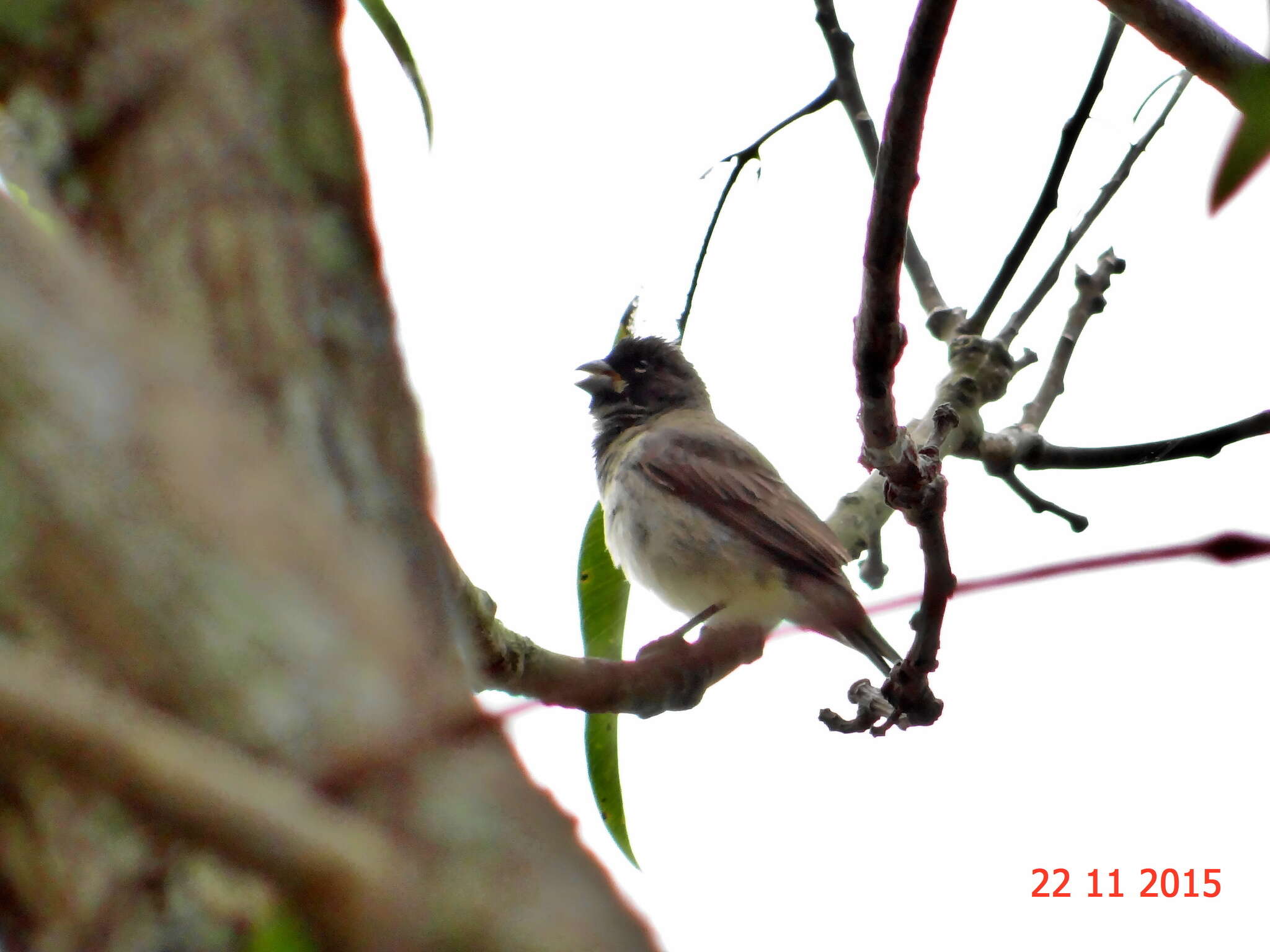 Image of Dubois's Seedeater