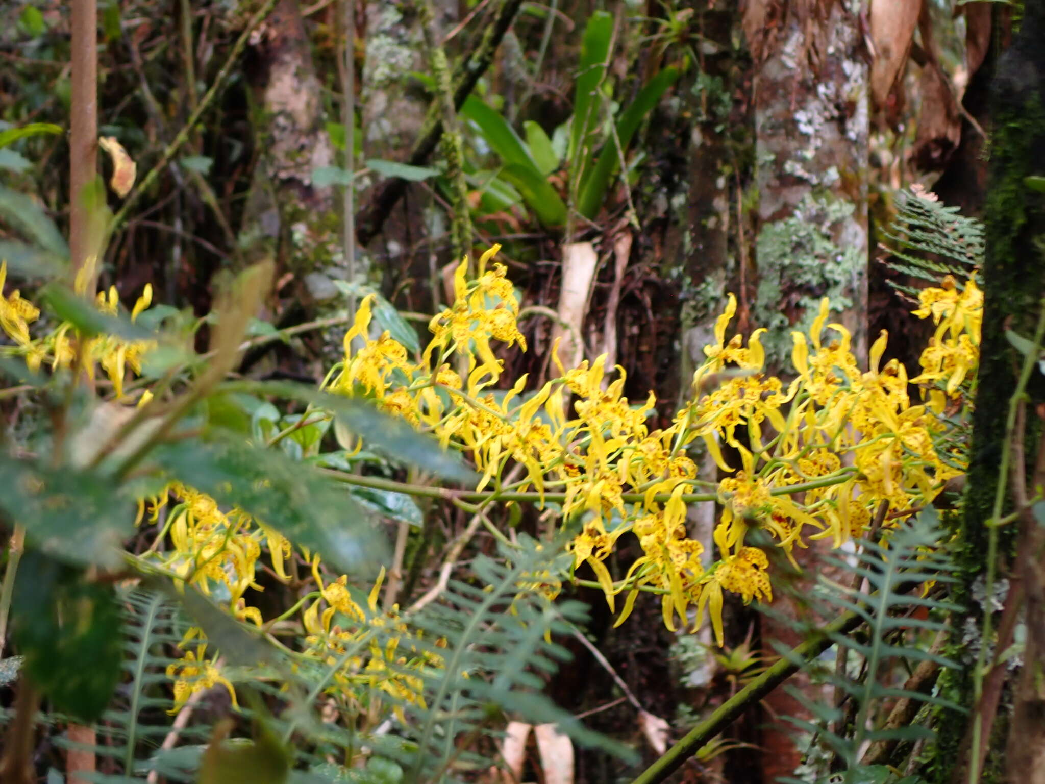 Image of Cyrtochilum pardinum Lindl.