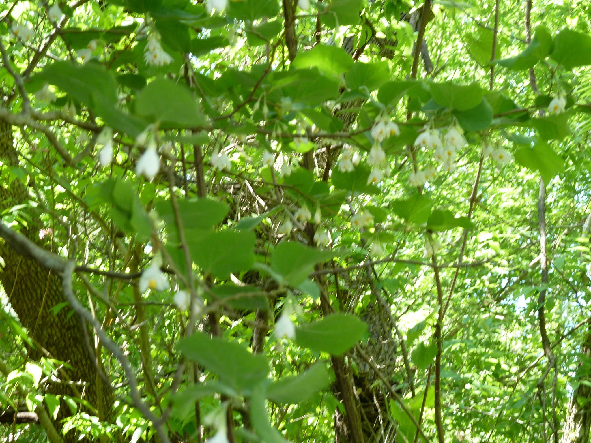 Styrax platanifolius subsp. platanifolius的圖片