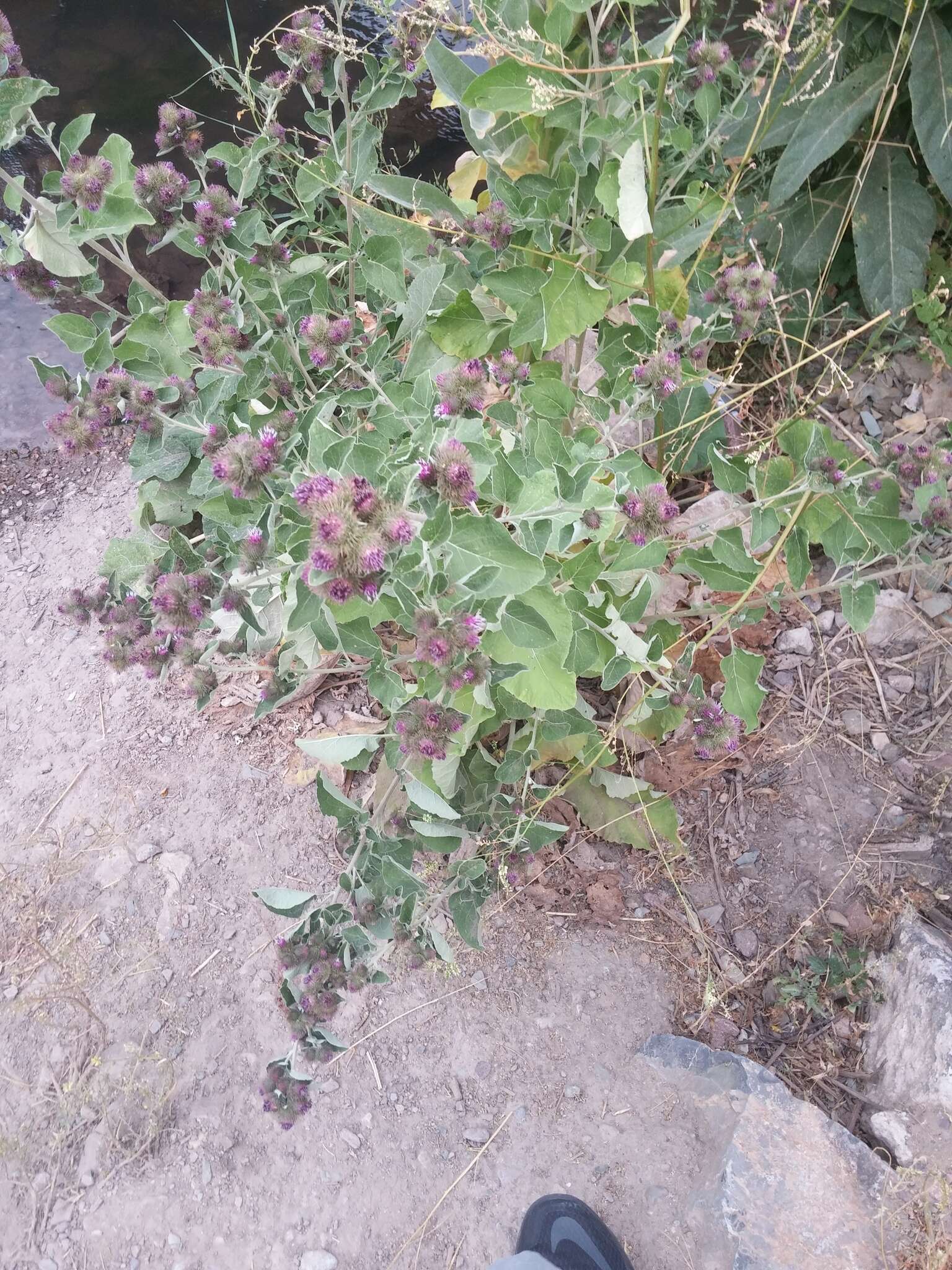 Image of common burdock