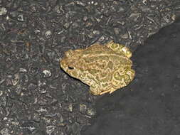 Image of Great Plains Toad