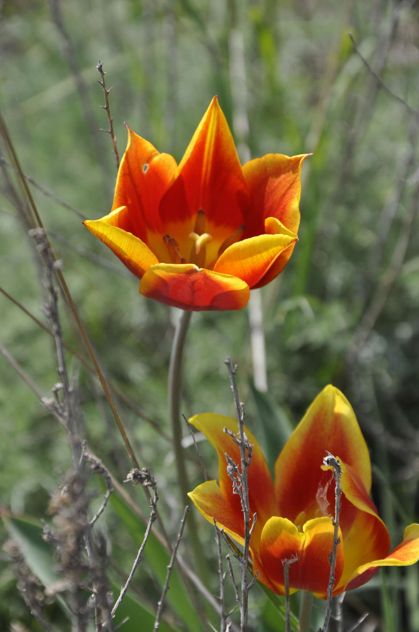 Image of Tulipa suaveolens Roth