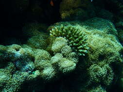 Image of red-mouth mushroom anemone