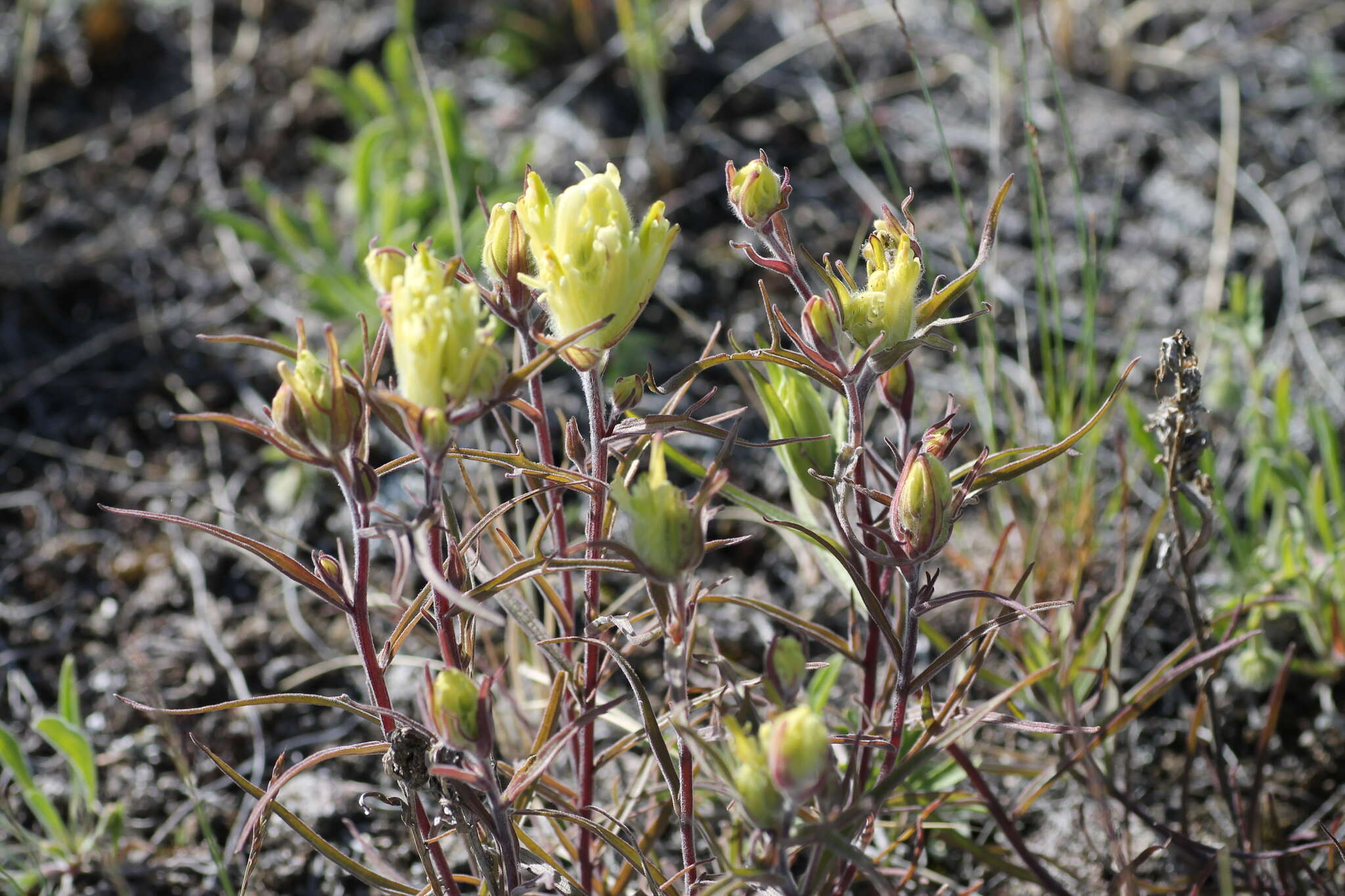 Image of Yukon Indian paintbrush