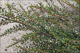 Thryptomene micrantha Hook. fil.的圖片