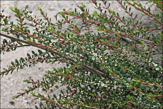 Thryptomene micrantha Hook. fil. resmi