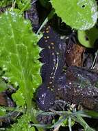 Image of long-toed salamander