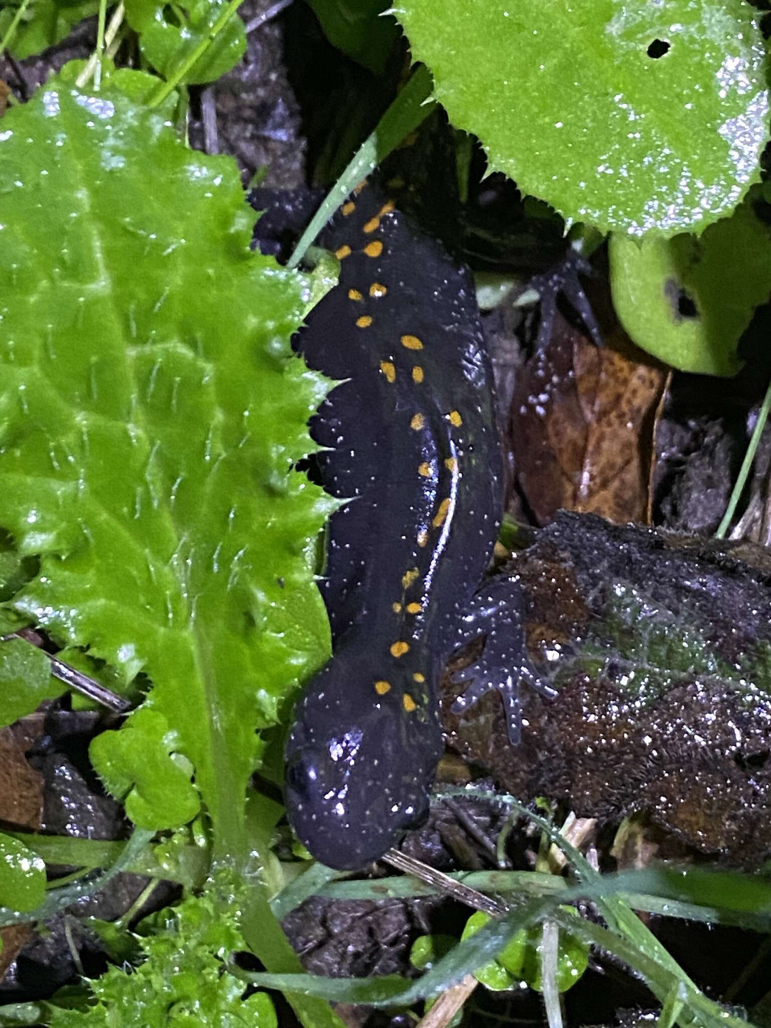 Image of long-toed salamander