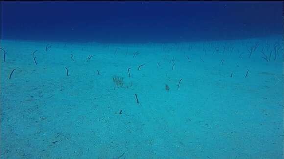 Image of Brown Garden Eel