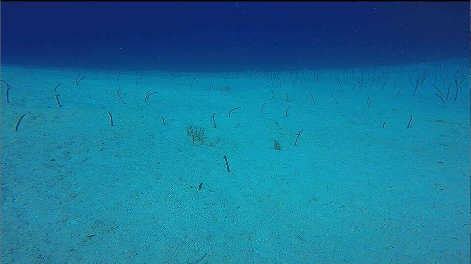 Image of Brown Garden Eel