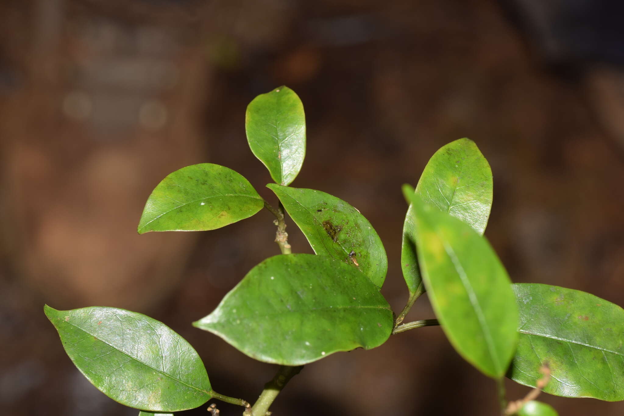 Image of Euphorbia tetraptera Baker