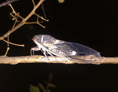 Image de Diceroprocta cinctifera viridicosta Davis & W. T. 1930