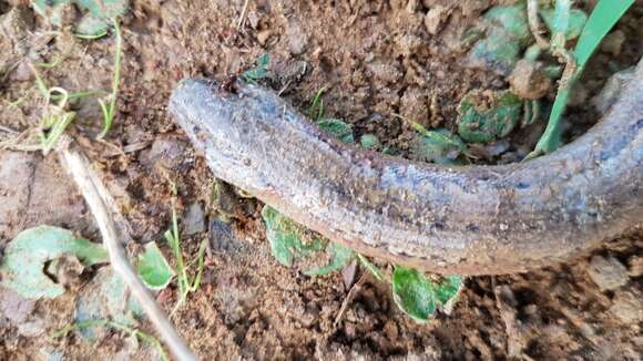 Image of Peloponnese slow worm