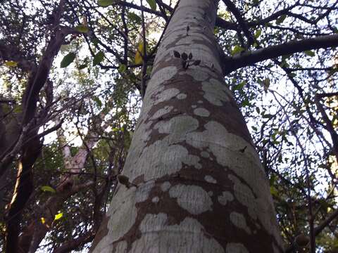 Image of Ficus coronata de Spin