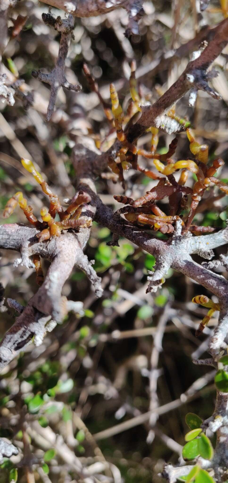 Imagem de Korthalsella lindsayi var. clavata (Kirk) Danser