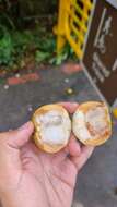 Image of Santol