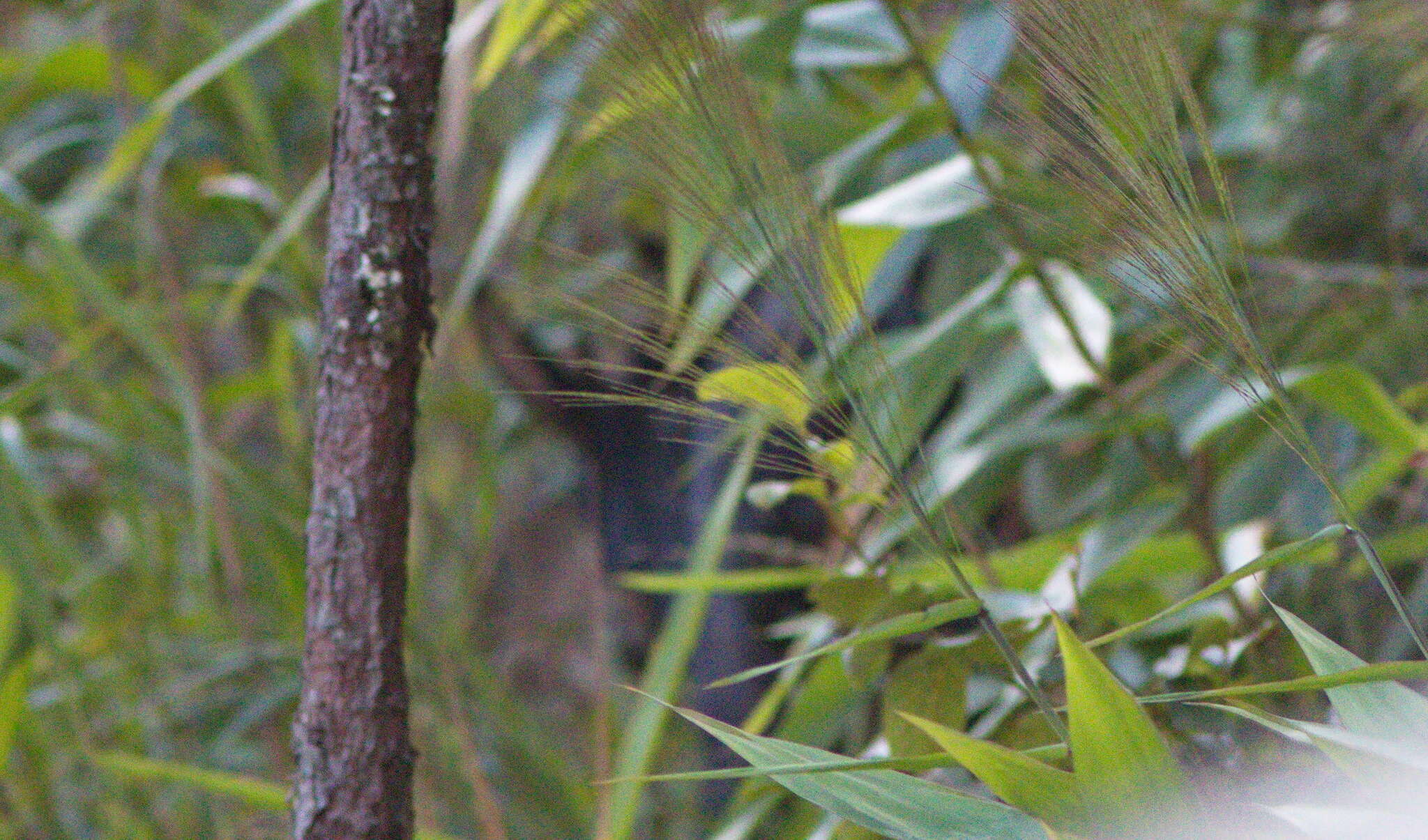 Image of Sumatran serow