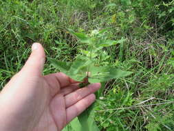 Image of Godfrey's thoroughwort