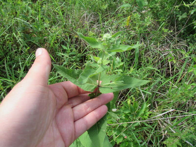 Image of Godfrey's thoroughwort