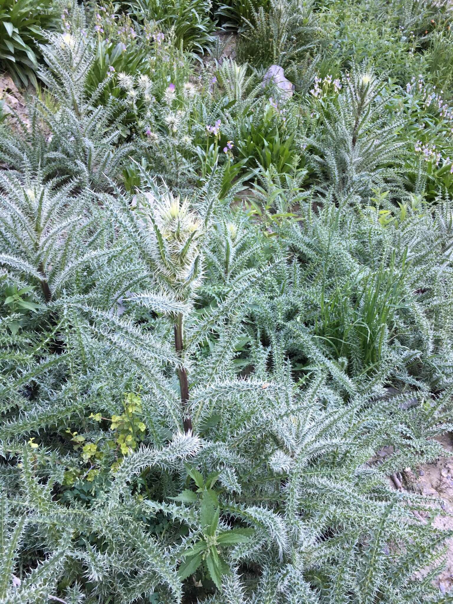 Image of whitespine thistle