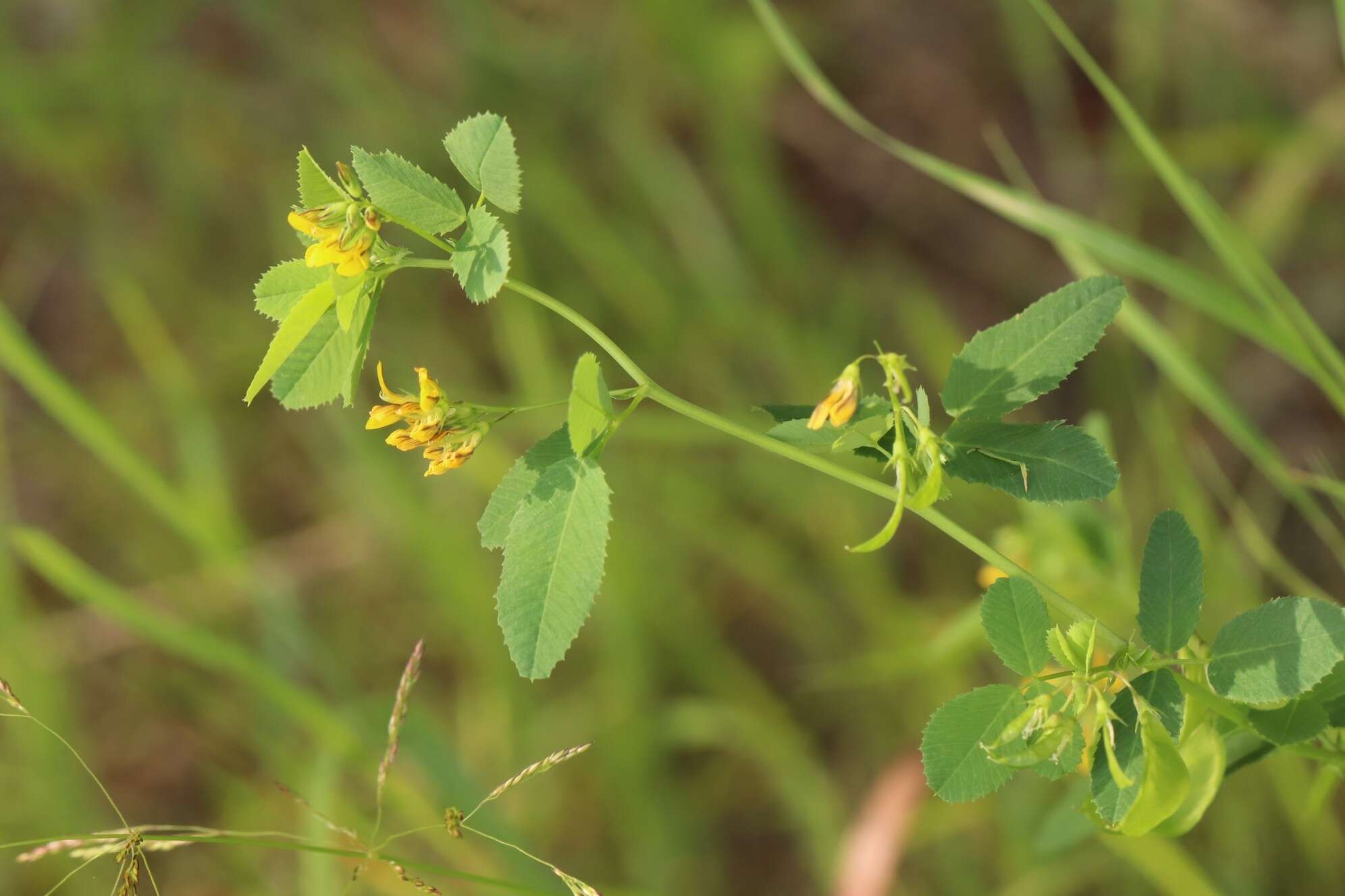 Plancia ëd Medicago platycarpa (L.) Trautv.