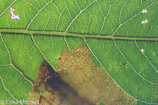 Image of Willow Leafblotch Miner