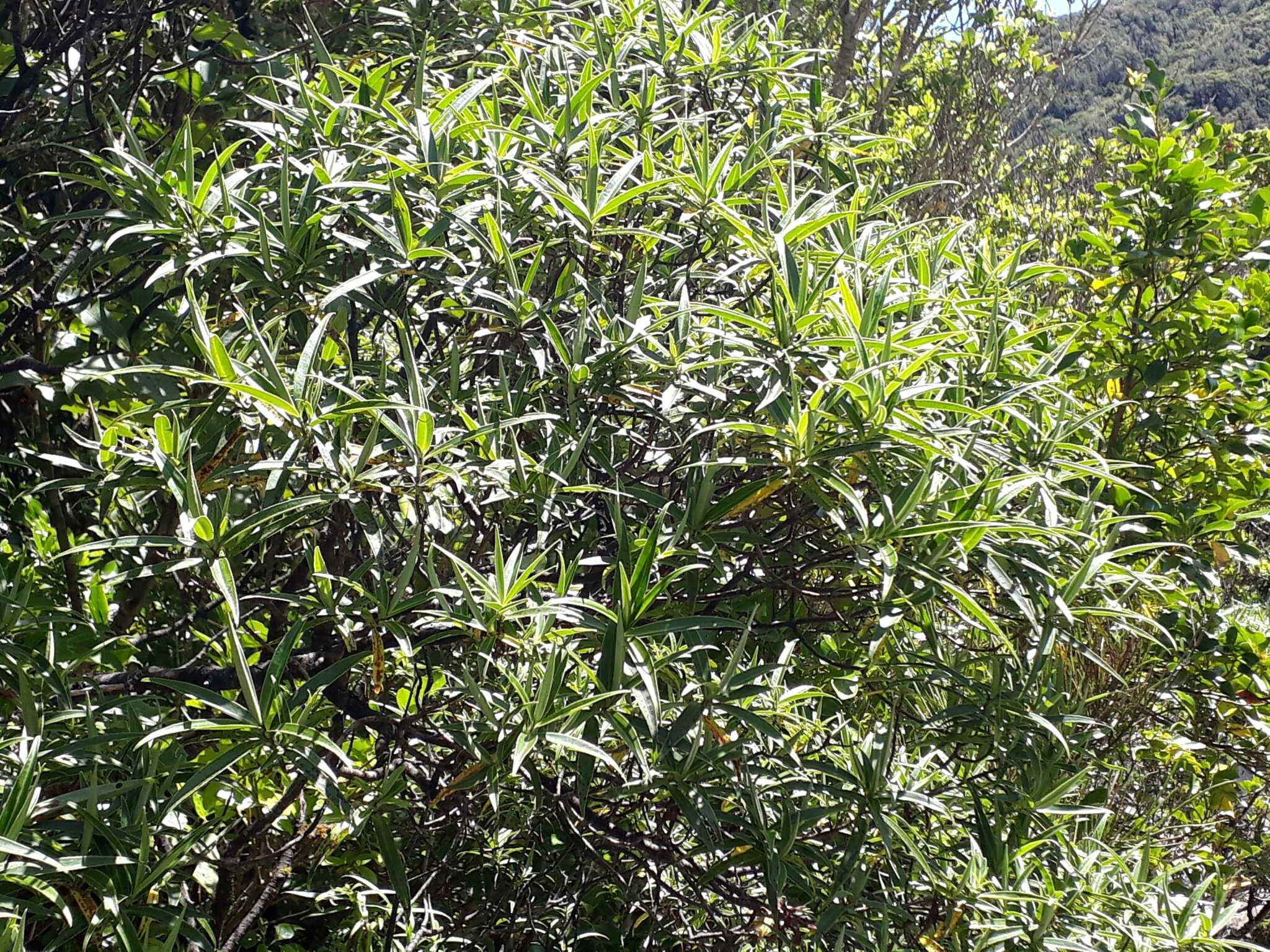 Image of Veronica stricta var. egmontiana (L. B. Moore) Garn.-Jones