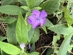 Imagem de Ruellia longepetiolata (Oerst.) Hemsl.