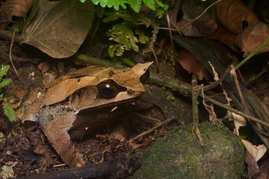 Image of Borneon Horned Frog