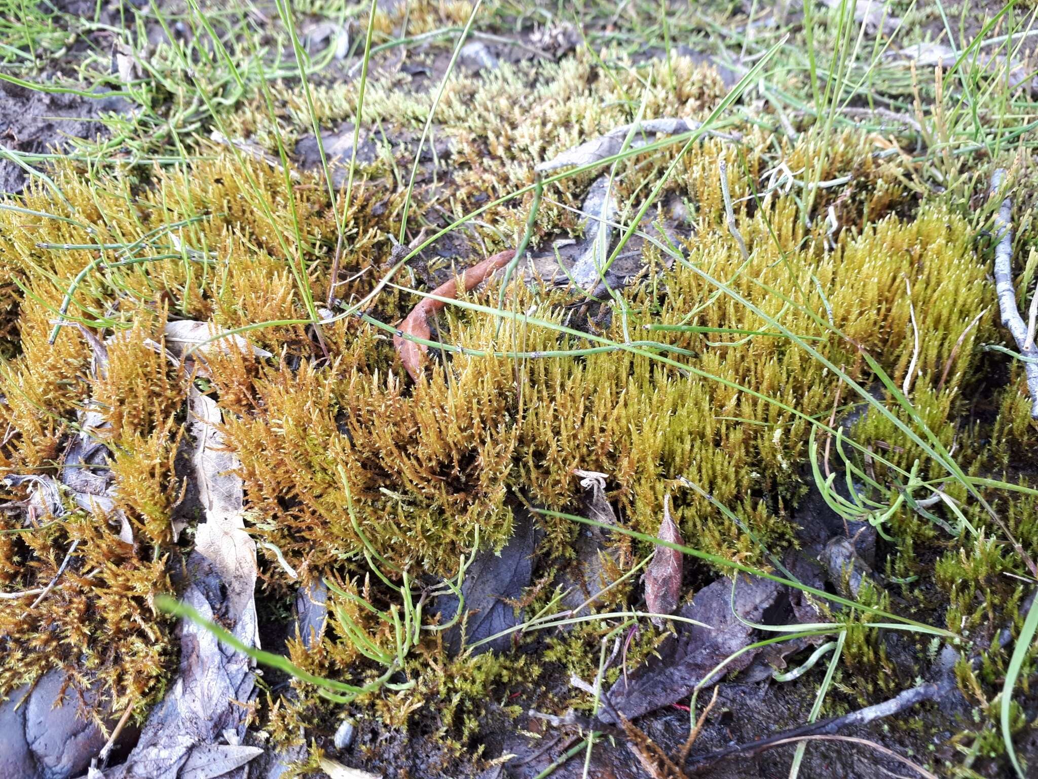 Image of giant calliergon moss