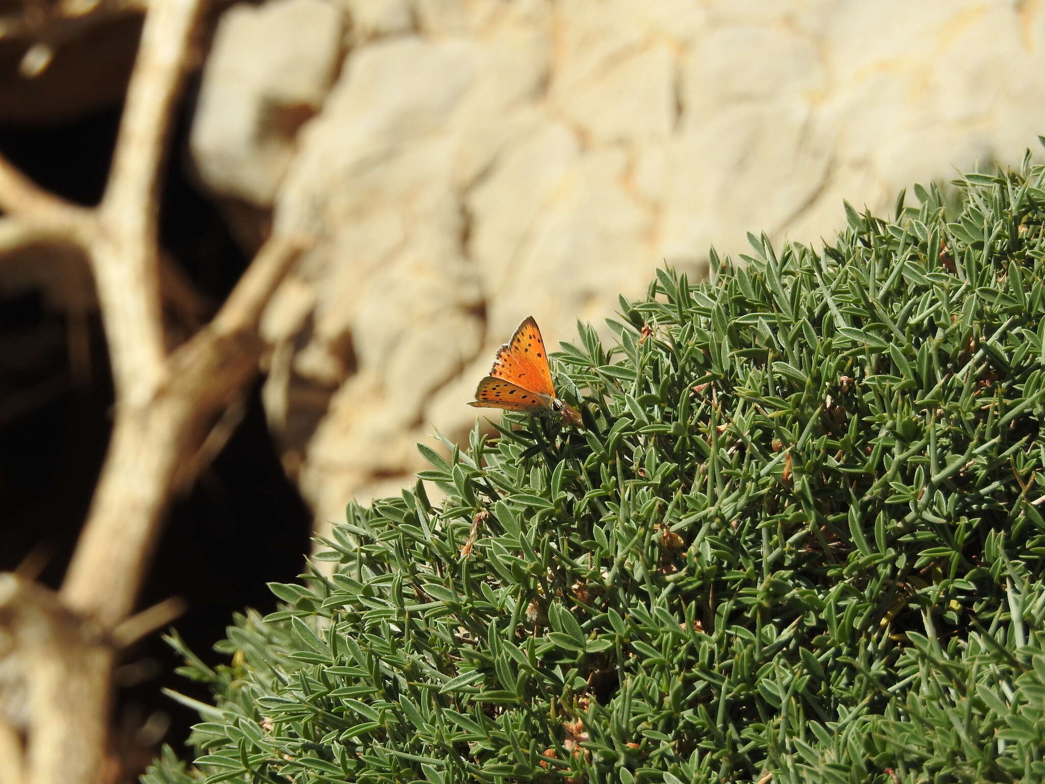 Image de Lycaena asabinus (Herrich-Schäffer (1851))