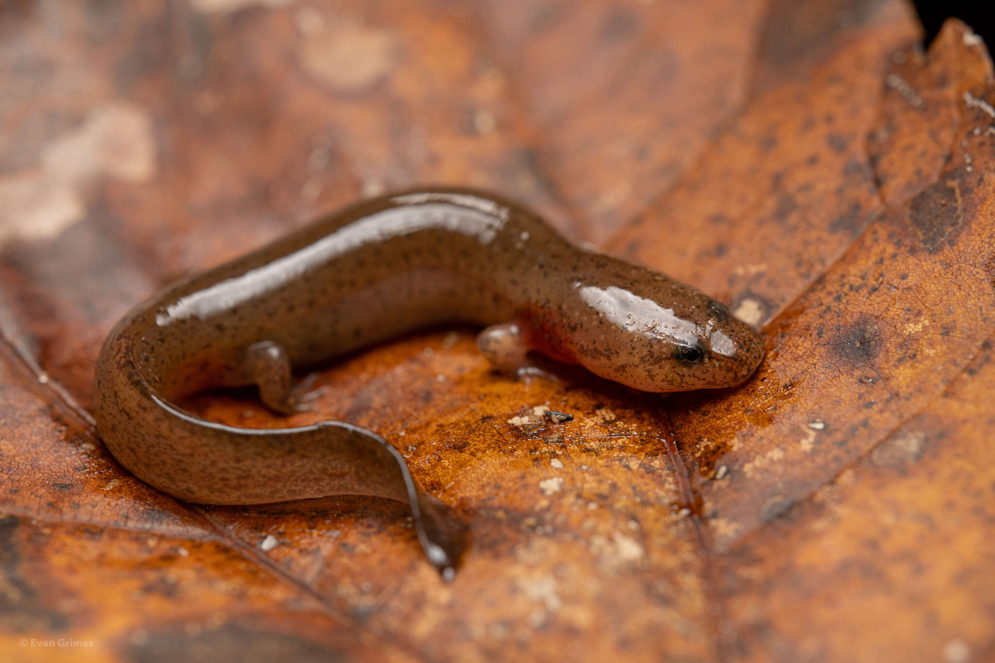 Image of Pseudotriton ruber vioscai Bishop 1928