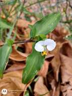 Image of whitemouth dayflower