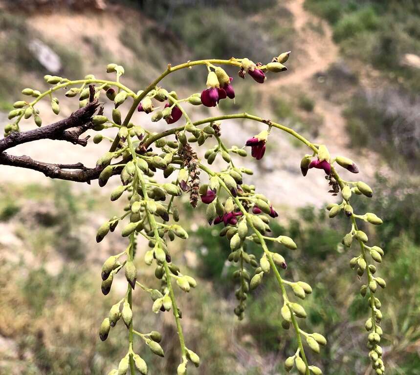 Plancia ëd Austrosteenisia blackii (F. Muell.) R. Geesink