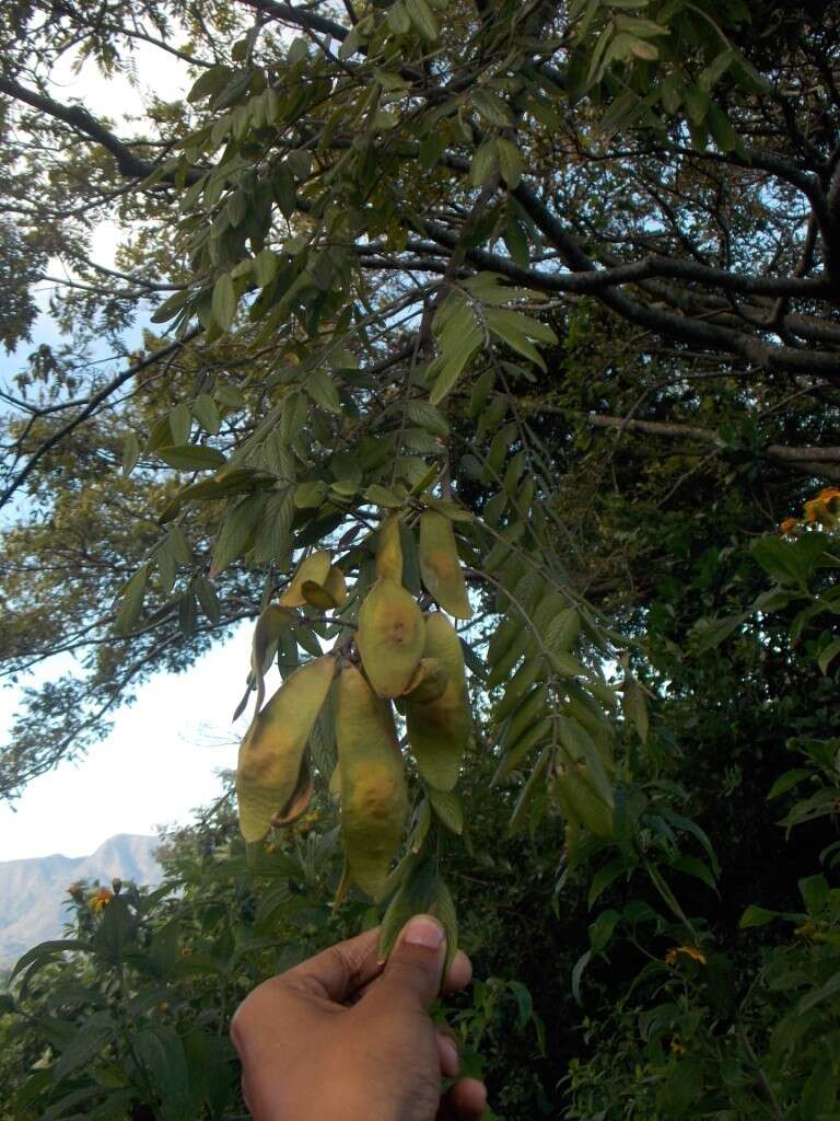 Imagem de Lonchocarpus rugosus Benth.