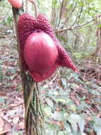 Image of Aristolochia paracleta H. W. Pfeifer