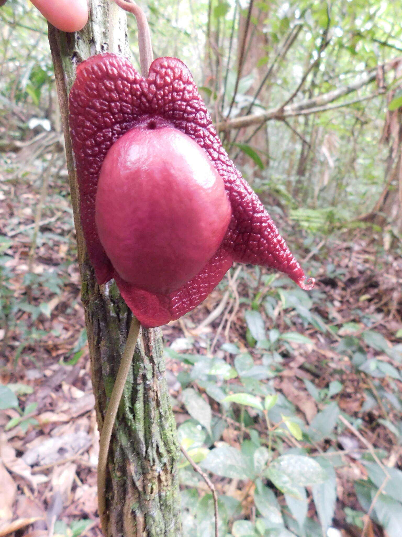 Image of Aristolochia paracleta H. W. Pfeifer