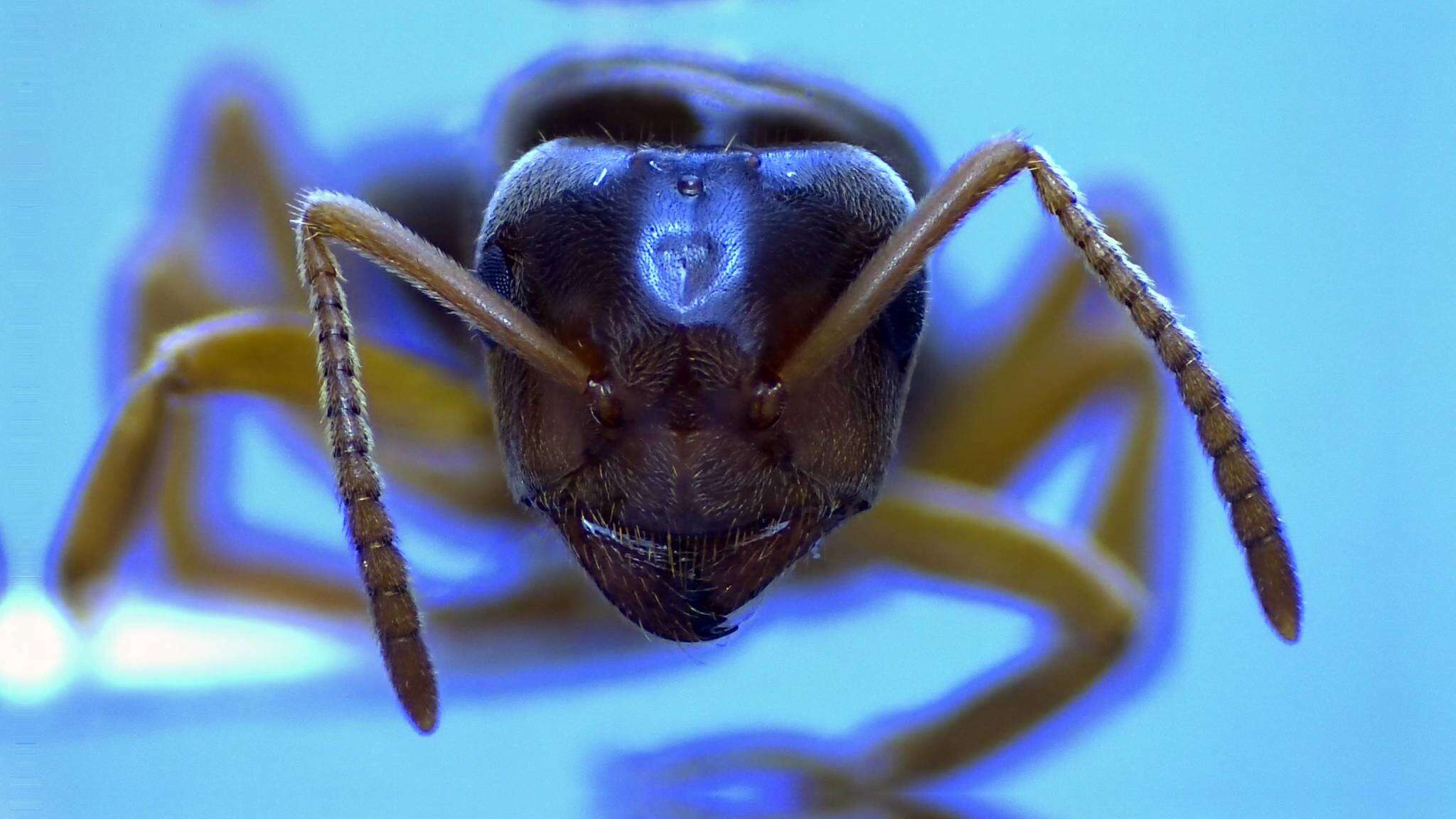 Image of Lasius speculiventris Emery 1893