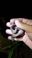 Tropidophis haetianus (Cope 1879)的圖片