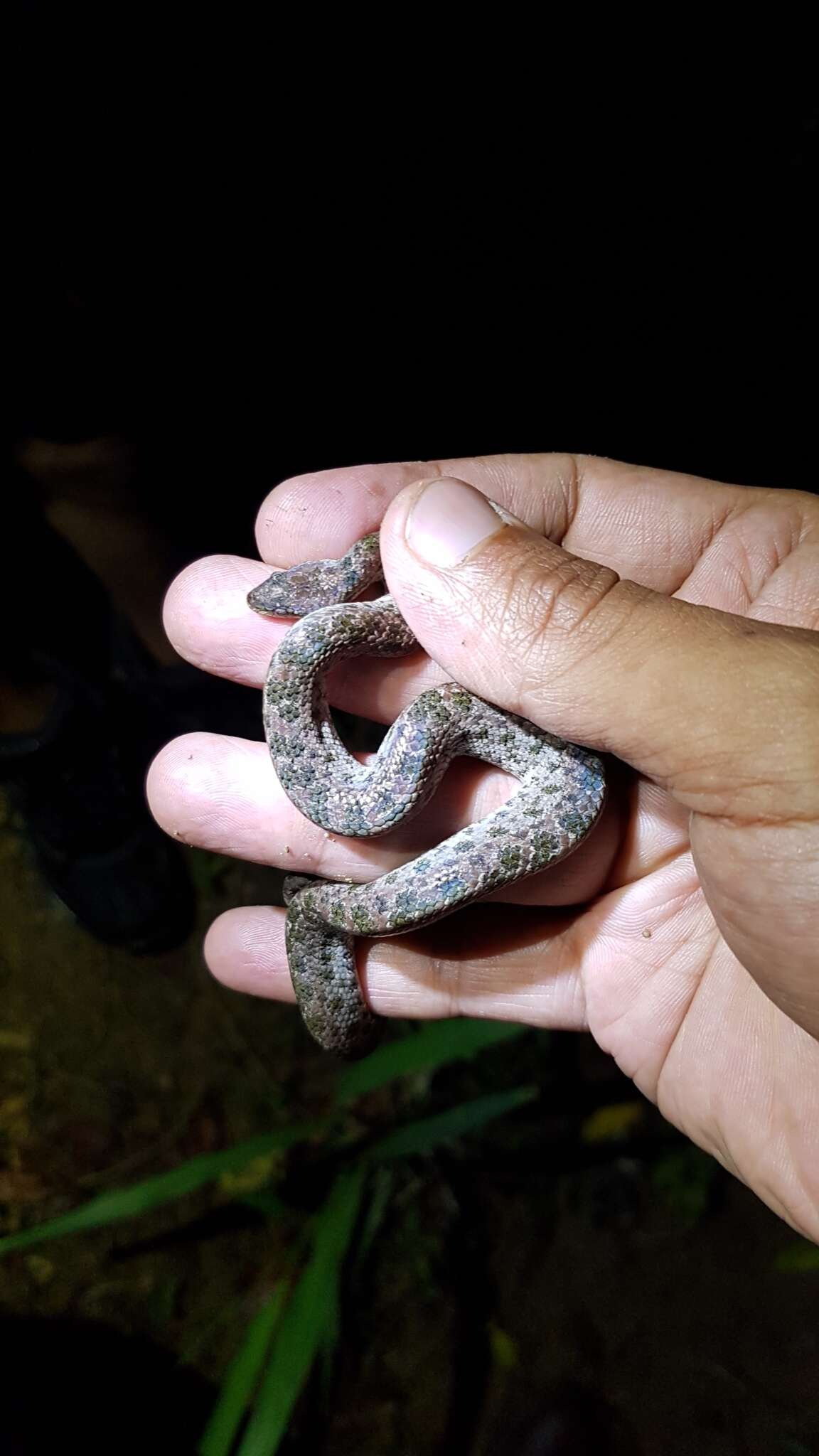 Tropidophis haetianus (Cope 1879)的圖片