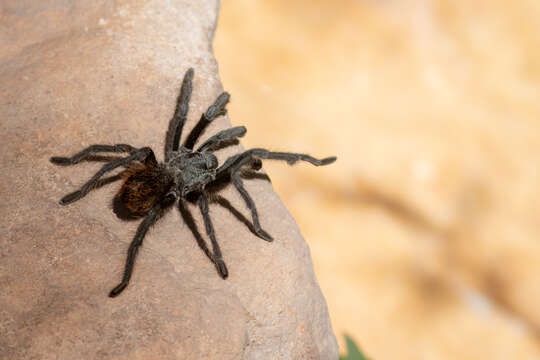 Image de Aphonopelma chiricahua Hamilton, Hendrixson & Bond 2016