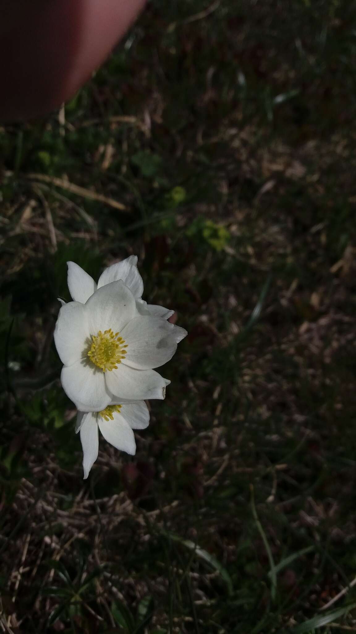 Pulsatilla alpina subsp. millefoliata (Bertol.) D. M. Moser resmi