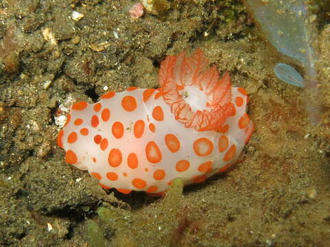 Imagem de Gymnodoris impudica (Rüppell & Leuckart 1830)