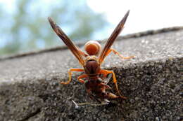 Image of Polistes bellicosus Cresson 1872