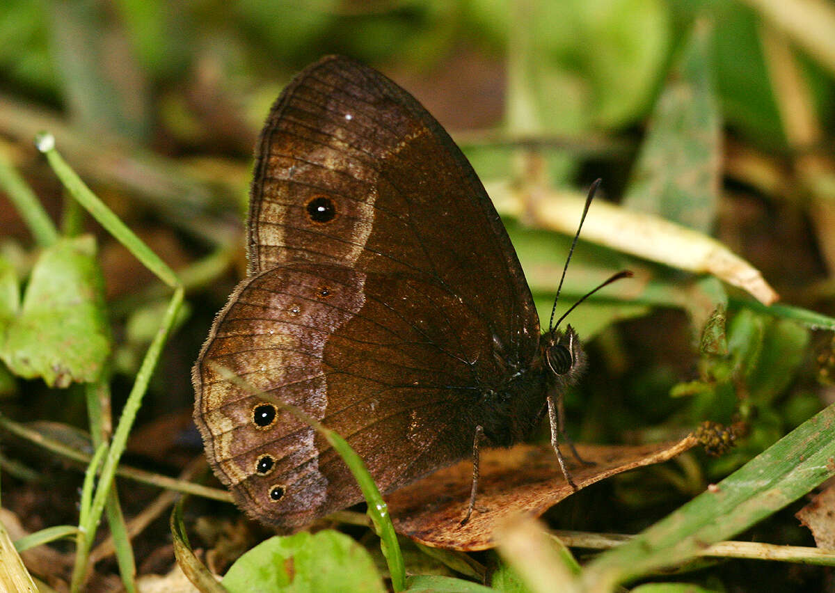 Image of Bicyclus campina Aurivillius 1901