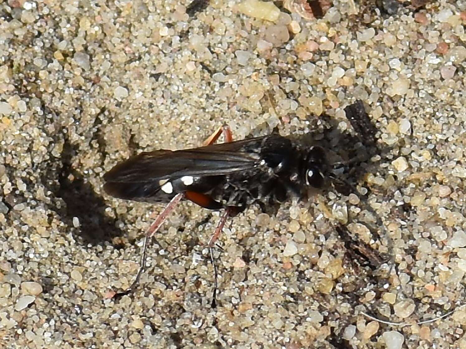 Episyron rufipes (Linnaeus 1758) resmi